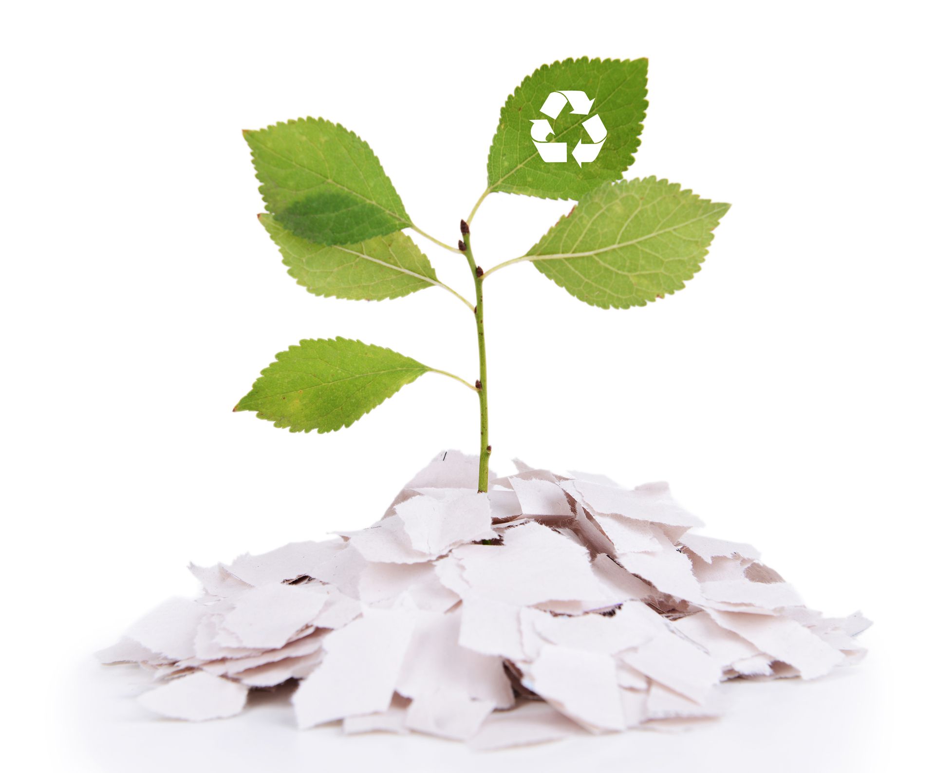 Symbol for recycling paper with a plant and torn up paper underneath