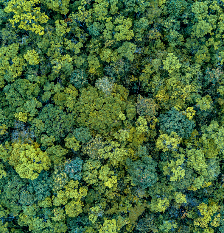 Aerial view of tall green trees